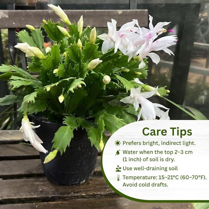 Set 2 Christmas Cactus Plants Live, Hanging Baskets Houseplants, Holiday Cactus Indoor Plants Live Well-Rooted 4-9" Tall, No Pot (White)