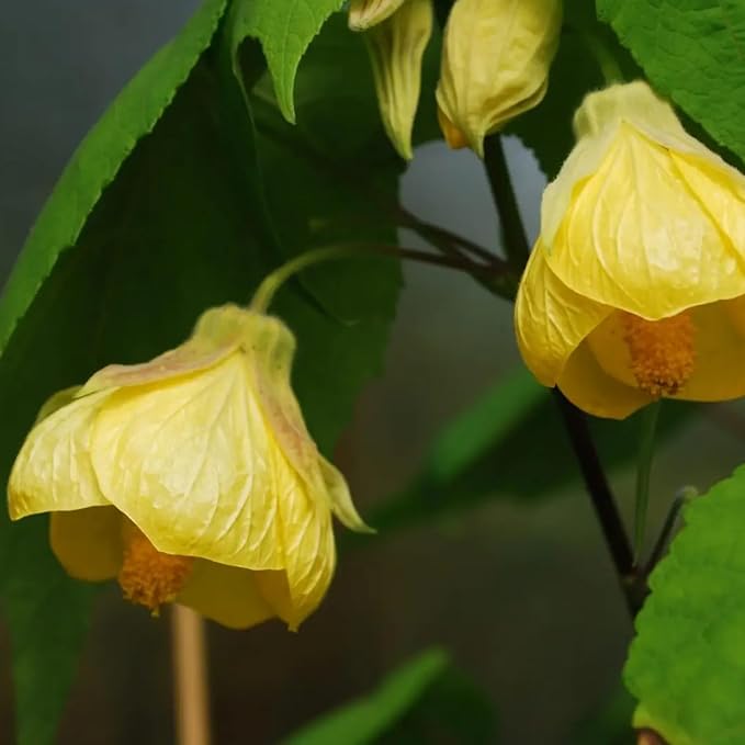 2 Abutilon Plants Live 5-8 Inches Tall - Abutilon Lantern Trailing Hanging Flower Vine Perfect for Enhancing Your Indoor Outdoor Garden (Yellow)