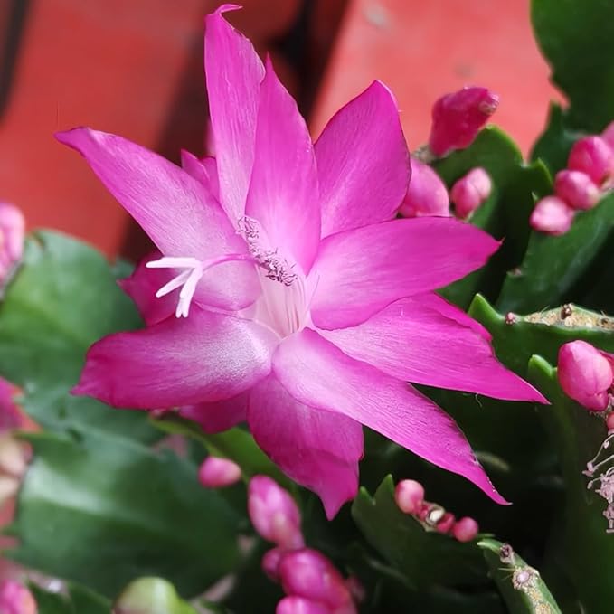 True Thanksgiving Cactus Plant Live in 4" Pot, Ready to Bloom, Holiday Christmas Cactus Plants Live, Vibrant Blooms (Pink)