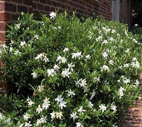Frost Proof Gardenia - Live Plant - (1 QT)