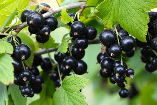 Black Currant Seedlings for Planting - Rooted and Ready to Plant (2 Seedlings)