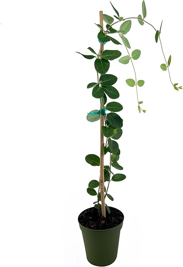 Coral Honeysuckle | 1 Live 4 Inch Plant | Lonicera Sempervirens | Attracts Hummingbirds, Red Trumpet Flowers, Fast Growing Vines, Low Maintenance, Long Blooming Season, Garden Climbing Vine