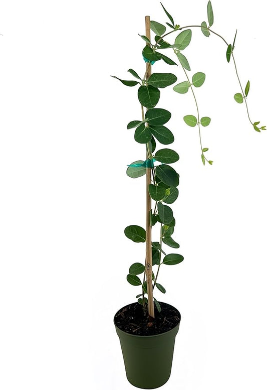 Coral Honeysuckle | 3 Live 4 Inch Plants | Lonicera Sempervirens | Attracts Hummingbirds, Red Trumpet Flowers, Fast Growing Vines, Low Maintenance, Long Blooming Season, Garden Climbing Vine