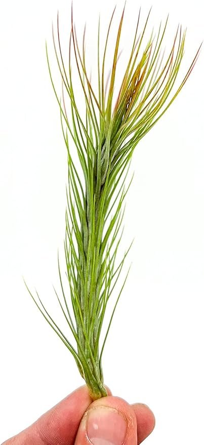 ragnaroc Air Plants - Tillandsia Funckiana Hybrid, Large 5-7" - 2ct - Live Arrival Guaranteed - House Plants for Home Decor & Gift