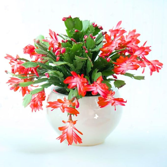 Thanksgiving Cactus Live Plant in 4" Pot, Holiday Christmas Cactus Plants Live, Winter Bloom, Indoor Planting, Ready to Blooms (Red)