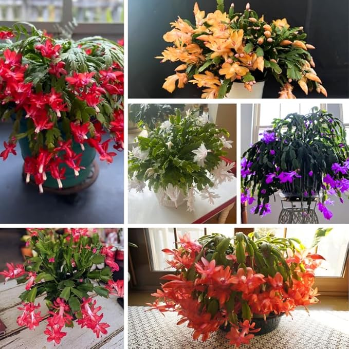Thanksgiving Cactus Live Plant in 4" Pot, Holiday Christmas Cactus Plants Live, Winter Bloom, Indoor Planting, Ready to Blooms (Random)