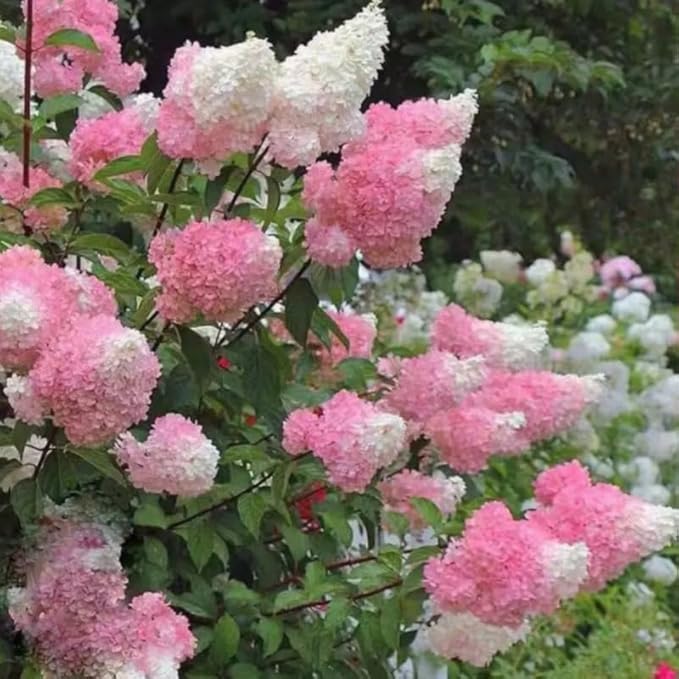 Live Hydrangea Plant, Hydrangea Tree Live Plants, Pink White Flowers, Dormant, 5 to 7 Inch Tall Well-Rooted for Growing