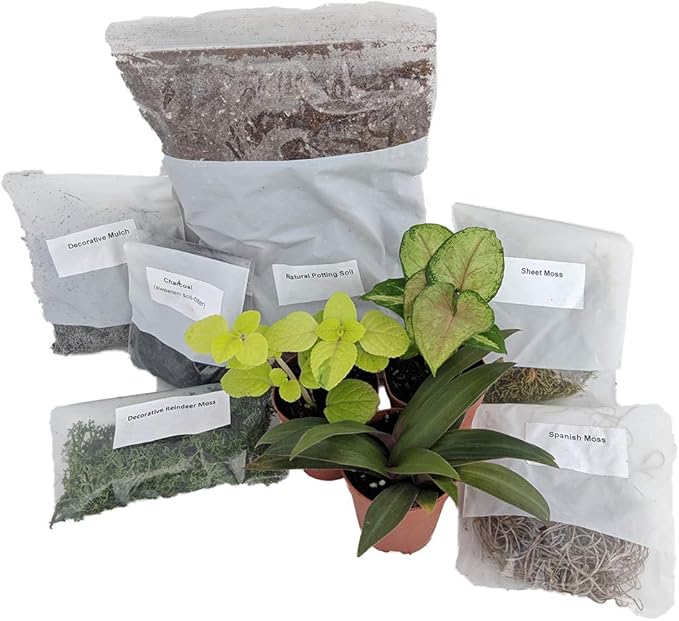 Terrarium/Fairy Garden Kit with 3 Plants - Create Your Own Living Terrarium