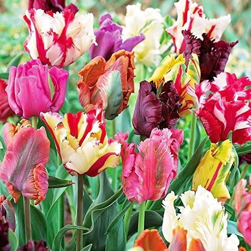 10 Parrot Mix Tulip Bulbs - Tulipa Parrot