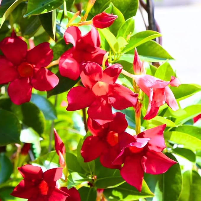 3 Red Mandevilla Plants Live, 5-10” Tall Flowering Mandevilla Vines for Trellis, Outdoor Patio, Garden Pots, Trailing Mandevilla Seedlings