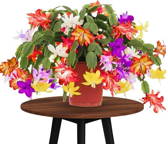 4 Mixed Christmas Cactus Plants Live Starter Size, Bloom in Winter, False Thanksgiving Cactus Plants Like, Cold Hardy, 5-9" in Tall, No Pot, Assorted Colors