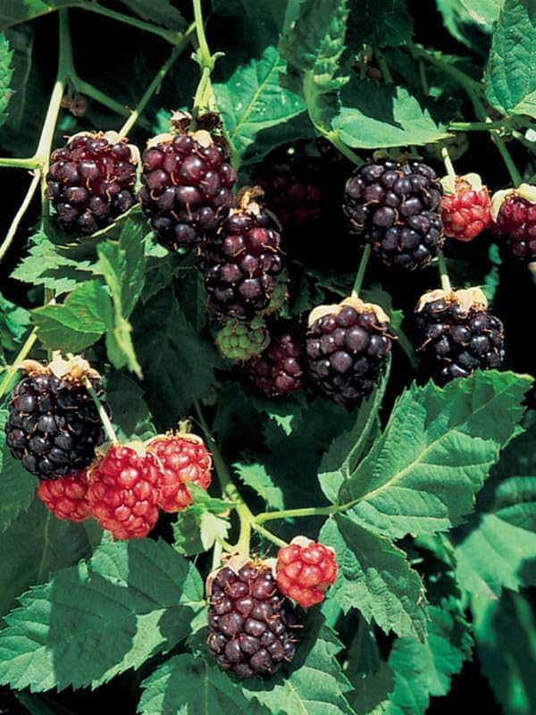 Thornless Boysenberry Plant Live for Planting, 5-9 Inch Tall, Boysenberry Bush Live Plant Rooted Starter Plant
