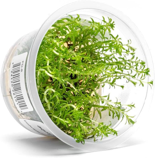 SubstrateSource Live Plants - Ludwigia 'Pantanal' (Ludwigia sp.) - High Light, Bright Red to Orange Accent Aquatic Plant, Midground to Background Placement for Aquascaping - Tissue Culture, 1 Pack