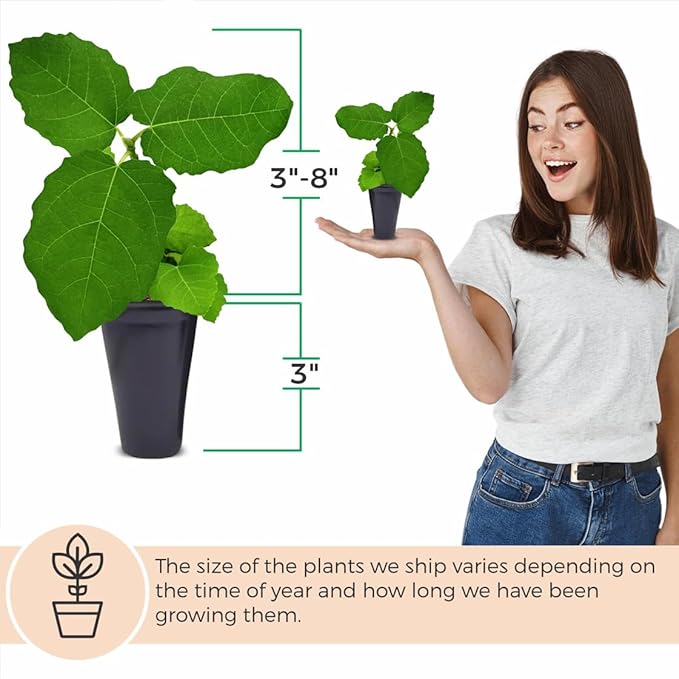 Chicago Hardy Fig Plant (4 Pack) | Live Fruit Plant for Planting | Cold-Hardy & High-Yielding Tree | Grow Your Own Sweet & Juicy Figs at Home | Perfect for Fresh Eating, Drying & Organic Gardening