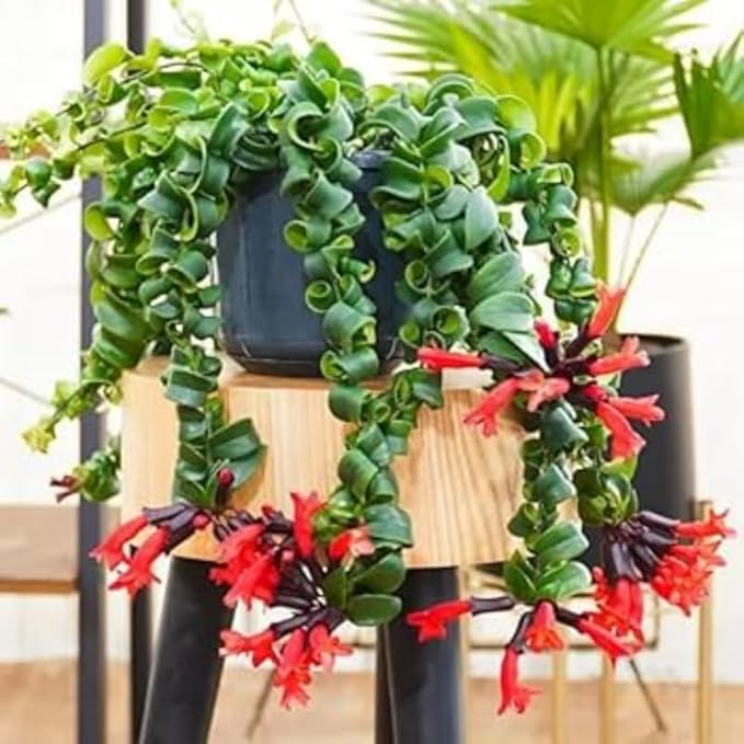 Curly Twister Lipstick Plans Live Houseplants in Pot, Aeschynanthus Red Flower Vine Décor Office, Desk Indoor Outdoor Growing