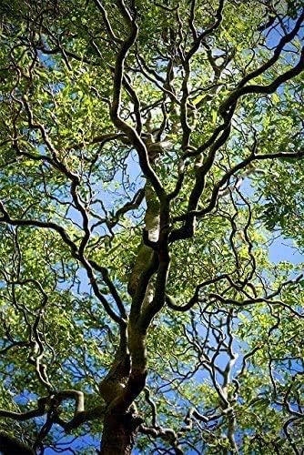 20 Corkscrew Willow Tree Cuttings - Fast Growing Trees for Privacy or Shade - Unique Curly Branches