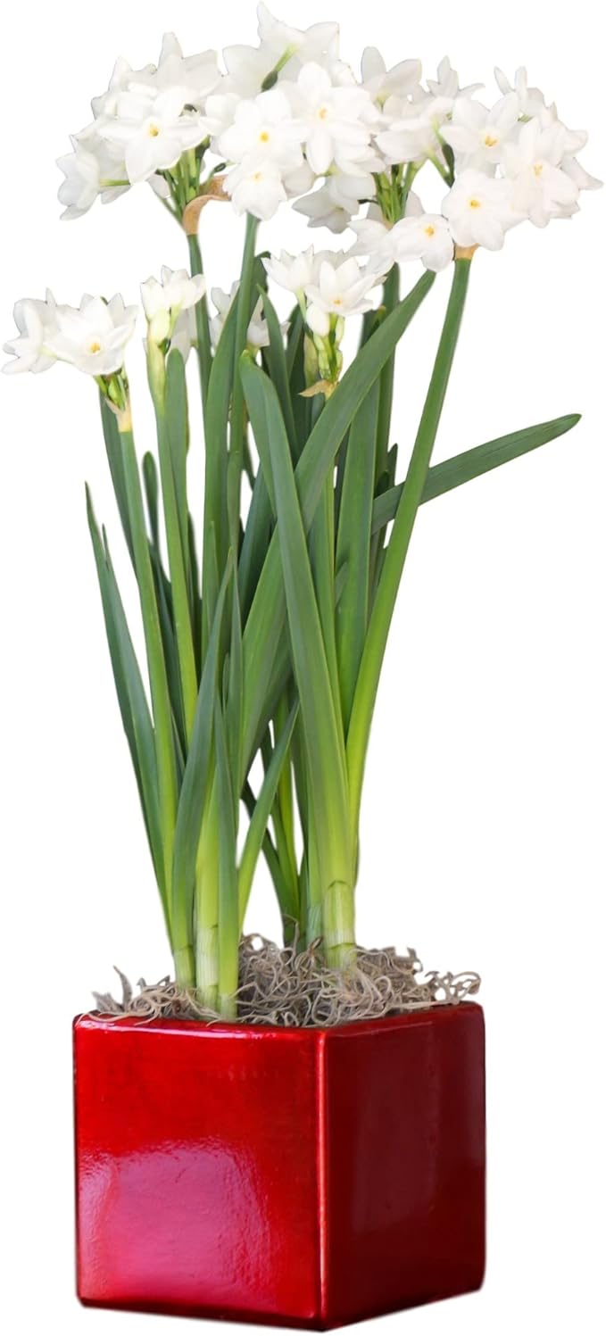 Easy to Grow Paperwhites 4 Flower Bulbs Planted in a Red Square Gift, Blooms Indoors for Holidays, Spice Fragrance
