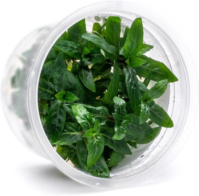 SubstrateSource Live Plant - Staurogyne Repens Tissue Culture Aquatic Live Aquarium Plant - 100% Snail Free in Vitro Cup (Staurogyne Repens)