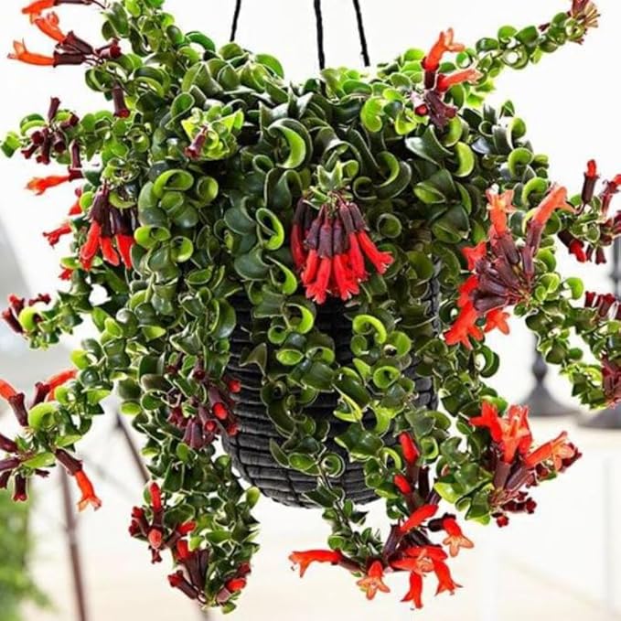 Random Lipstick Plans Live Houseplants in Pot, Aeschynanthus Red Flower Vine Décor Office, Desk Indoor Outdoor Growing