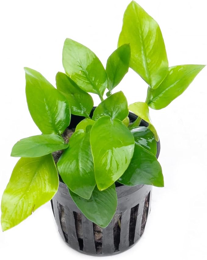 SubstrateSource Anubias Live Aquarium Plants - Potted Freshwater Plant for Fish Tanks, Terrariums - Beginner Friendly Low Light (Nana Golden, 1 Pot)