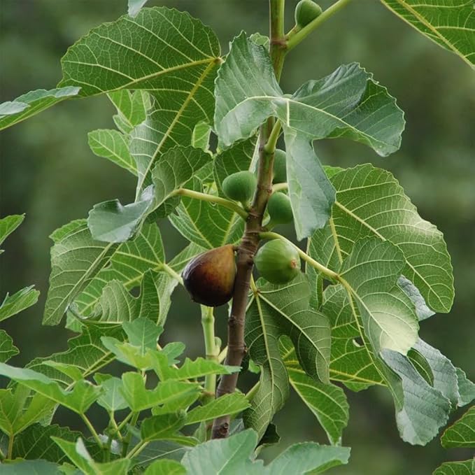 Fig Tree Celeste Live for Sale (4 Pack) | Easy to Grow Plants | Edible Fruit Plant for Sustainable Living | Grow Your own Food on Your Edible Organic Garden| Live for Planting| No Seeds