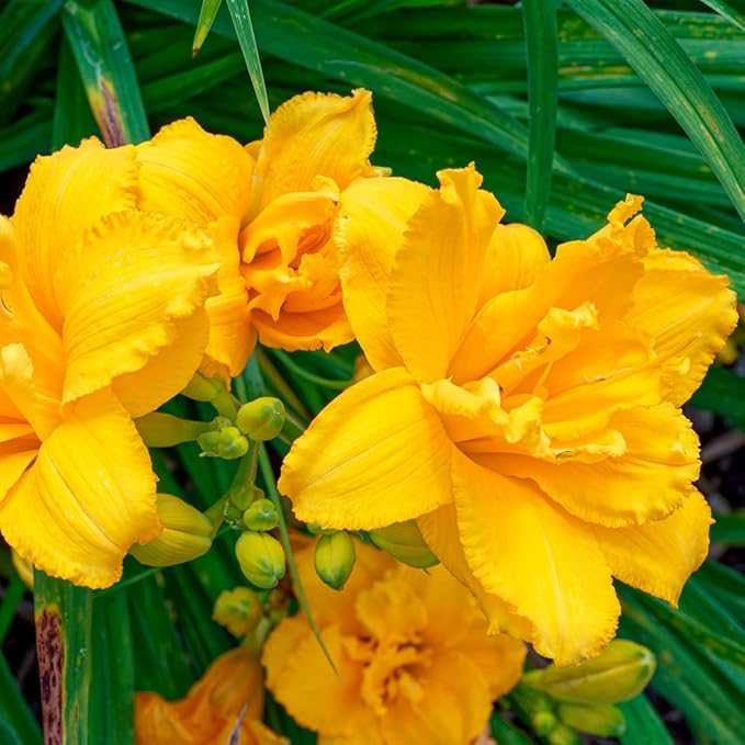 Double Charm Daylily Flower Bulbs – Double Lemon-Yellow Blooms – Easy-Grow, Drought-Tolerant Hardy Perennial for Full Sun (Zones 3–9) Fall Planting Spring Blooming