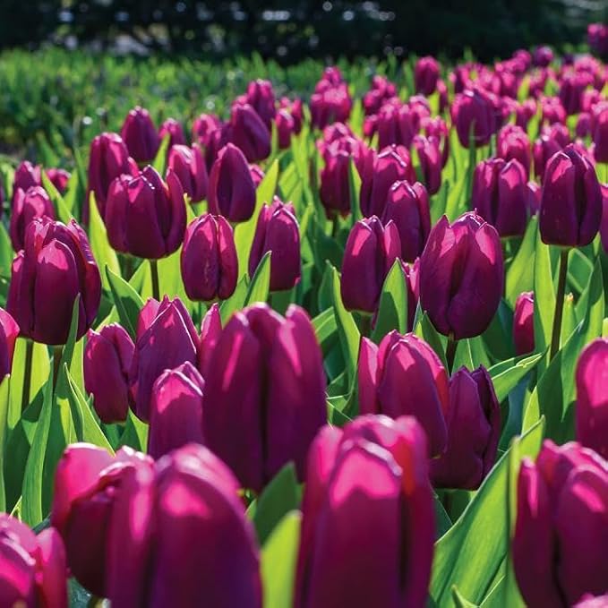 Purple Prince Tulip Bulbs – 10 Bulbs Easy Grow Perennial Tulips | Vibrant Early Spring Blooms | Fall Planting | Excellent for Cutting & Garden Borders