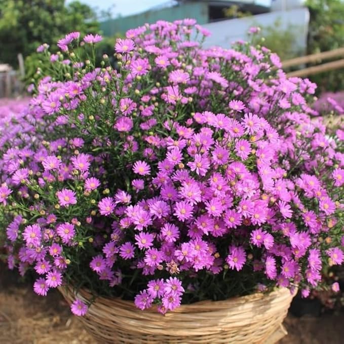 Pink Asters Live Plant, Perennial Aster Plants, Aster Bush Plant, 4-6 Inch Tall Asters Bush Starter Plants, Without Pot