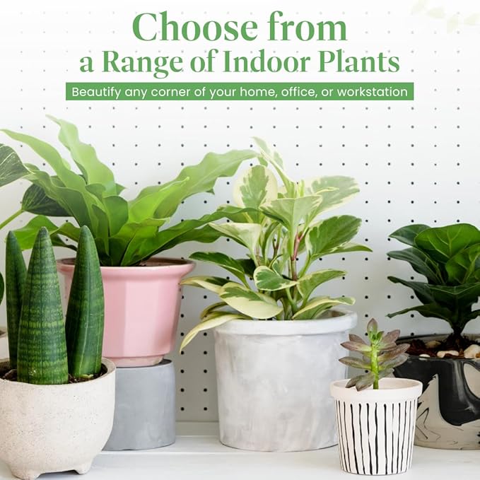 American Plant Exchange Kimberly Queen Fern – 6-Inch Pot – Live Hardy Upright Fern Houseplant, Easy Care Greenery for Home, Office, Garden, or Patio Decor