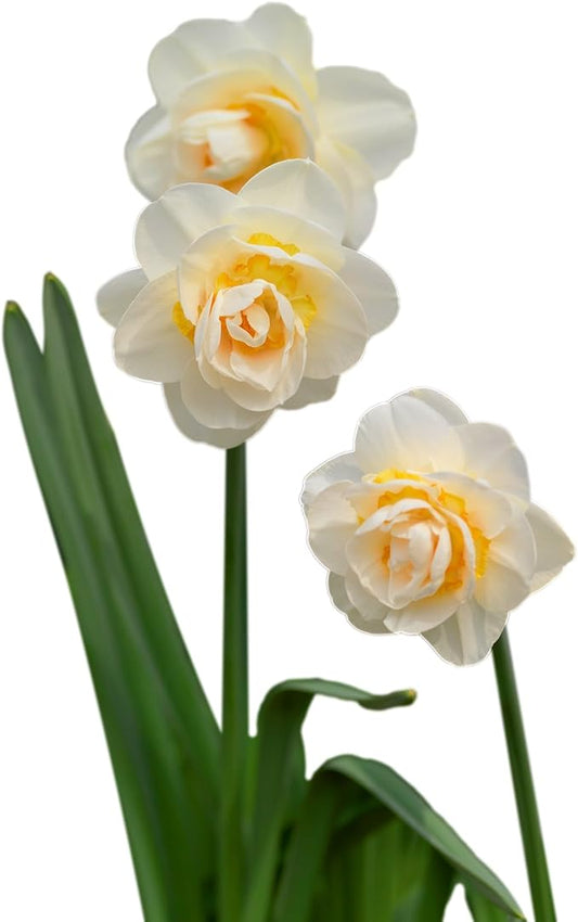 Easy to Grow Narcissus Daffodil 'Bridal Crown' Plant Bulbs (10 Pack) - White & Peach Double Flowering Blooms in Spring Gardens