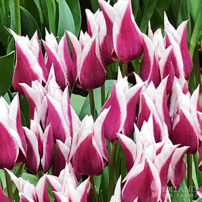 Claudia Lily Flowering Tulip Flower Bulbs - 10 Bulbs per Pack - Good as Cut Flowers - Good for Indoor Forcing - Easy to Grow Live Plants - Outdoor Garden