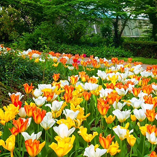 Easy Ground Cover Tulip Tarda -12 Bulbs-Mixed Colors | Red, Yellow, Orange, Pink & White Flowers – Low‑Growing Spring Bloomers for Gardens & Containers–Zones 3–8-Attracts Butterflies & Bees (12 Bulbs)