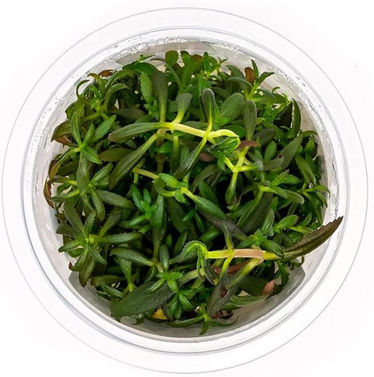 SubstrateSource Live Plant - Limnophila Aromatica Tissue Culture Aquatic Live Aquarium Plant - 100% Snail Free in Vitro Cup (Limnophila Aromatica)