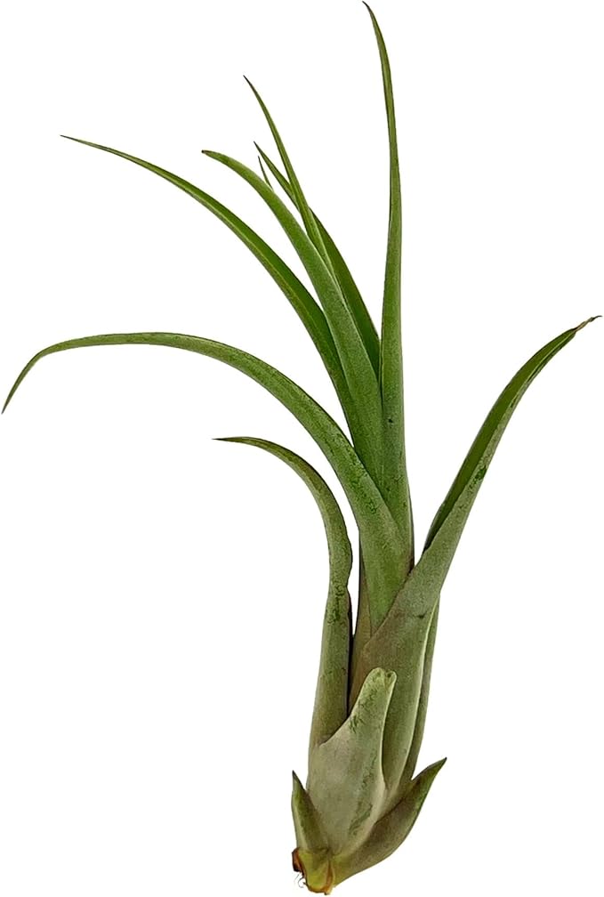 ragnaroc Live Air Plant – Tillandsia Capiput, Jumbo 6-9” - 1ct - Live Arrival Guaranteed - House Plants for Home Decor & Gift