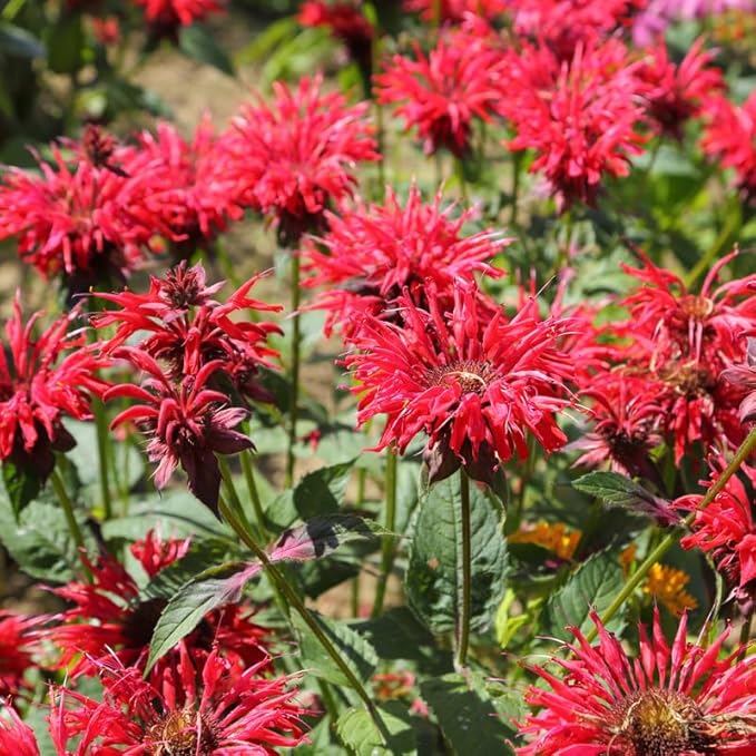 Red Bee Balm Live Plant, Perennial Garden Flower Plant, 3 to 6 Inch Tall Plant