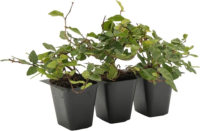 3 Creeping Fig, Live Plants – Ficus Repens – Fast-Growing & Versatile Climbing Vine in 2.5” Nursery Cubes – Perfect for Living Walls, Topiaries, Ground Cover & Indoor/Outdoor Decor