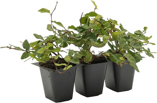 3 Creeping Fig, Live Plants – Ficus Repens – Fast-Growing & Versatile Climbing Vine in 2.5” Nursery Cubes – Perfect for Living Walls, Topiaries, Ground Cover & Indoor/Outdoor Decor