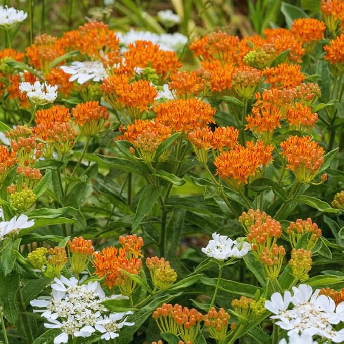 2 Orange Butterfly Milkweed Plants Live, Live Milkweed Plants, Asclepias Tuberosa Plant for Gardening, 5 to 7 Inc Tall