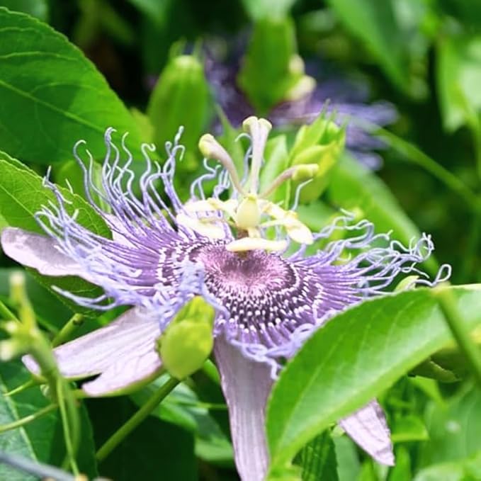 Passion Flower Plant Live, 5 to 8 Inch Tall Passiflora Vine, Fragrant Climbing Plant for Garden or Trellis, No Pot, Well-Rooted (Light Purple Passion Flower)