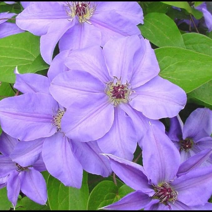 Blue Purple Clematis Vine Plants Live in Pot, 8 Months Old Seedlings Climbing Flowering, Outdoor Trellis Fences, Cold Hardy