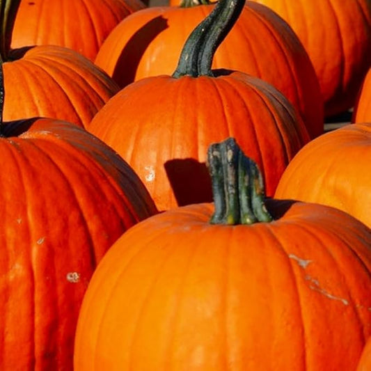 Connecticut Field Pumpkin Seeds | Non-GMO | Heirloom | Instant Latch Fresh Garden Seeds, Orange
