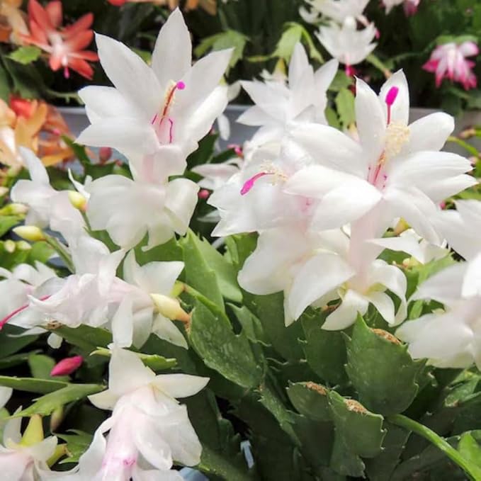 1 Thanksgiving Christmas Cactus Plants Live in 4" Pot, Houseplant Holiday Cactus, Vibrant Single Color Blooms Indoor Outdoor, Zygocactus Like, Winter Hardy (White)