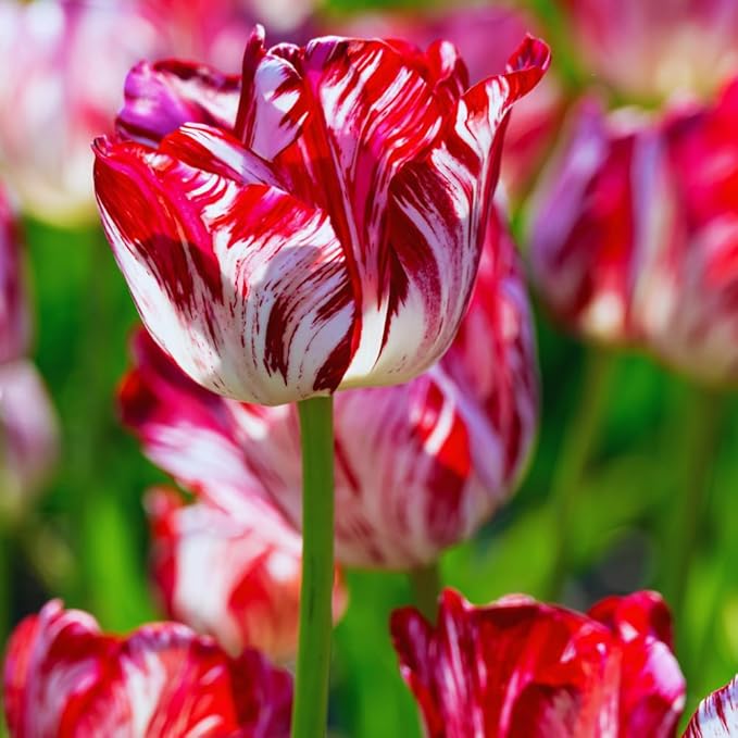 15 Mixed Tulip Bulbs for Fall Planting, Tulip Spring Flower Bulbs Perennial Outdoor, Colorful Blooms Groundcover Bulb