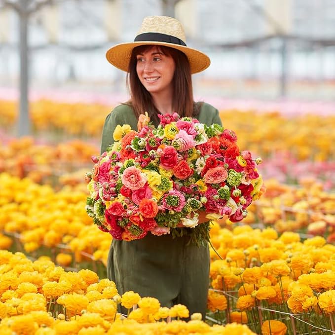 Eden Brothers Ranunculus Bulbs - Super Green Mix