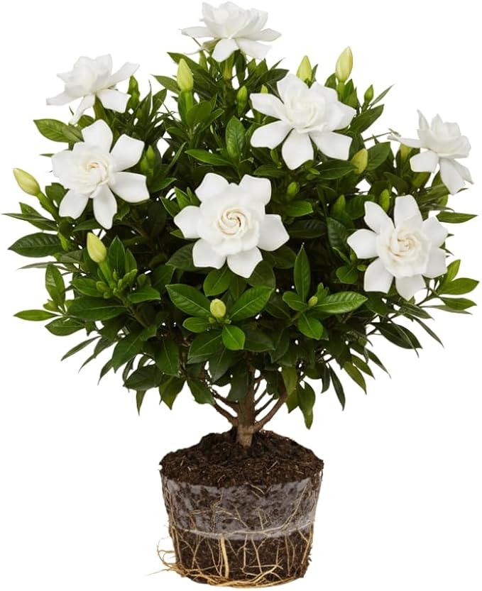 Frostproof Cape Jasmine Plants Live, Arabian Jasmine Plant Indoor, Fragrant Jasmines Flowers 4 to 7 Inch
