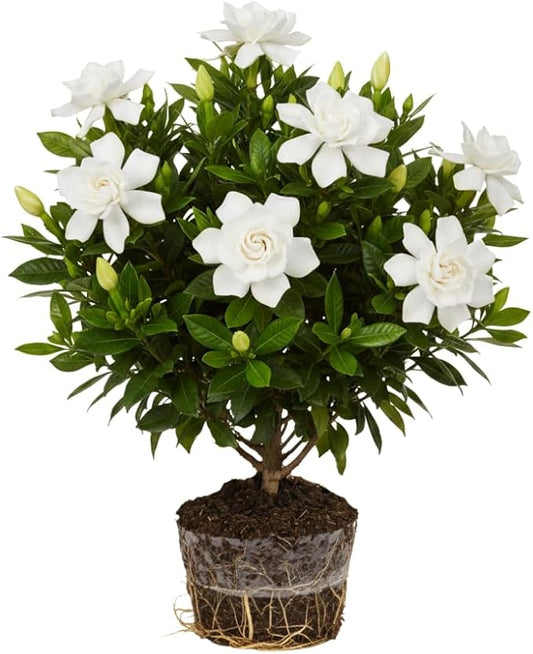 Frostproof Cape Jasmine Plants Live, Arabian Jasmine Plant Indoor, Fragrant Jasmines Flowers 4 to 7 Inch