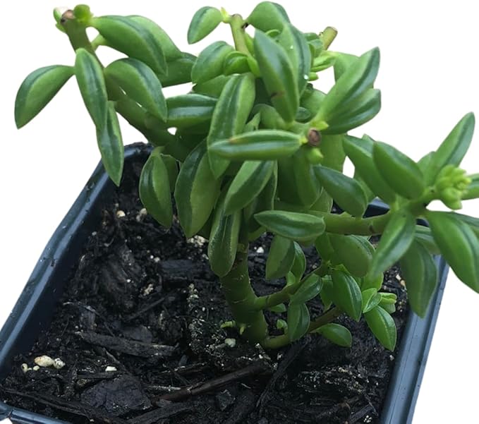 Smoke Camp Crafts Live Organic Succulent Taco Plant (Peperomia axillaris) in 2.5-inch Pot - Exotic House Plant for DIY Projects and Home Office Desk Decor