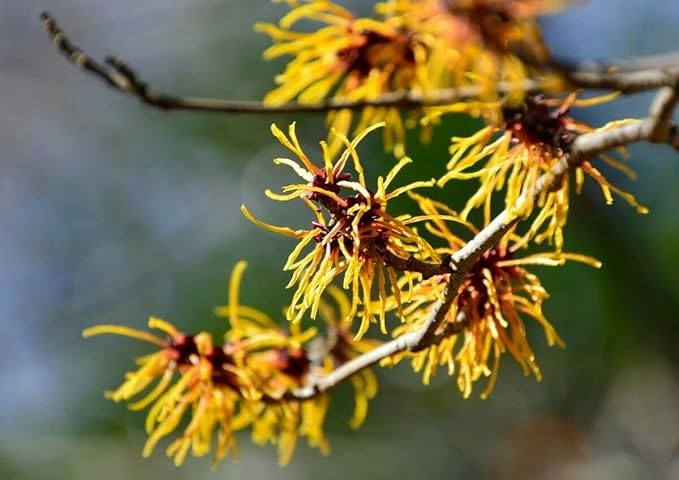 2 Witch Hazel Trees/Shrubs - 8" Tall Live Plants - 4" Pots - Hamamelis virginiana
