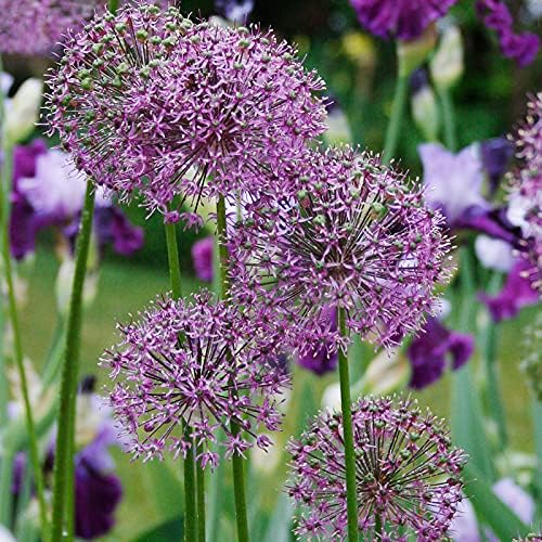 Flowering Onion or Allium Aflatunense Flower Bulbs - 5 Bulbs per Pack - Attracts Butterflies and Hummingbirds - Deer Resistant - Good as Cut Flowers - Perennializing