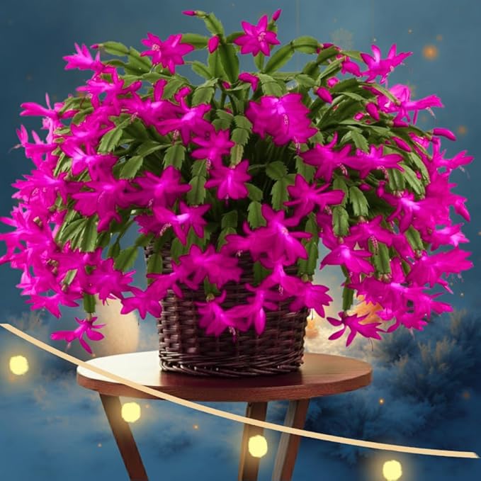 2 Pink Christmas Cactus Plants Live, True Thanksgiving Cactus Live Size 6-9" Inches Tall, Ready to Blooms, Holiday Houseplant, Cold Hardy, Bloom in Winter